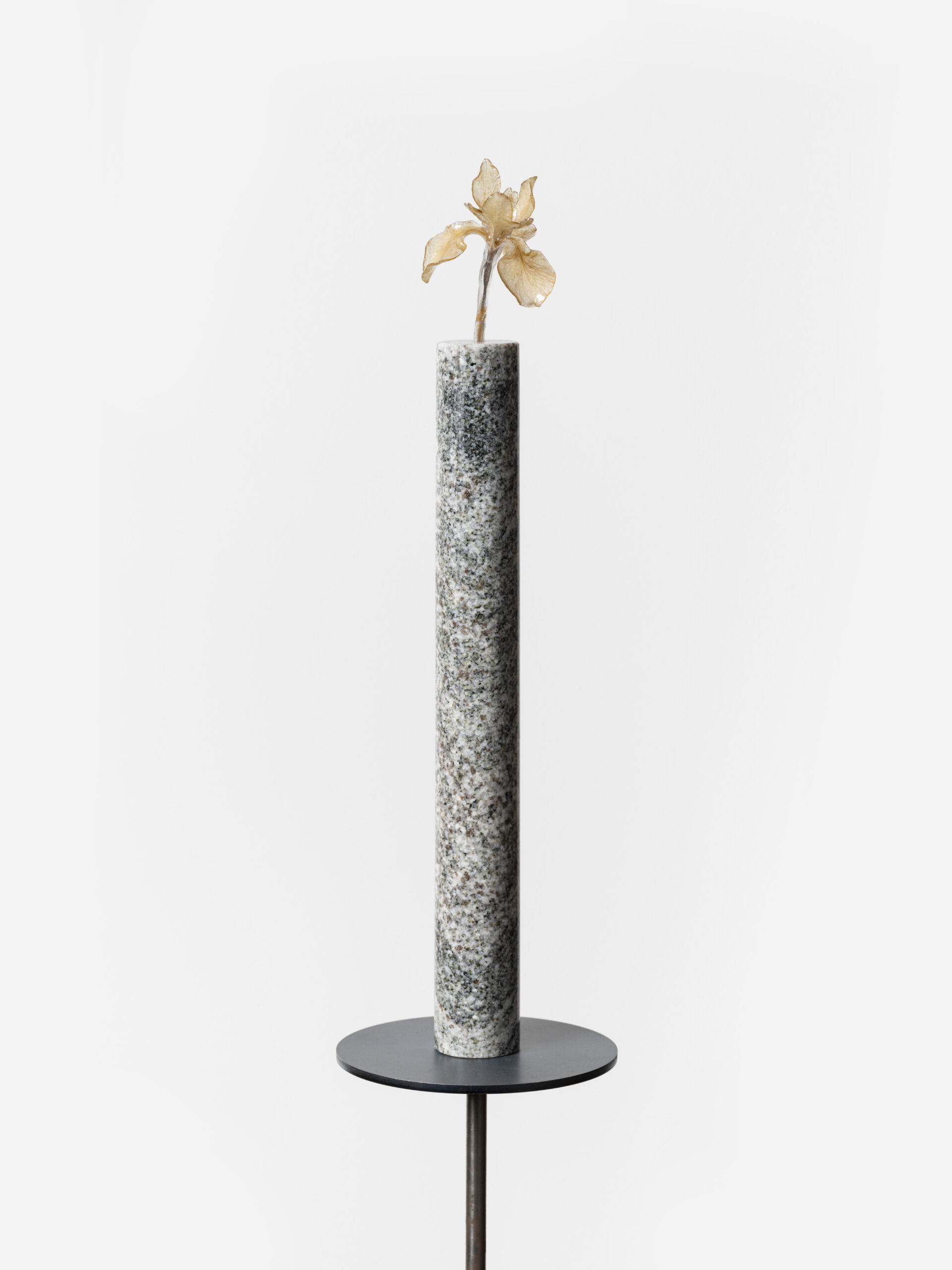 Amygdalus communis II.